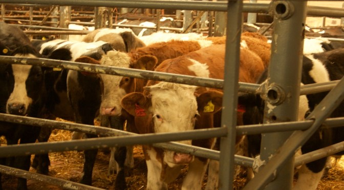 Didn’t God Give Us Animals to Use?